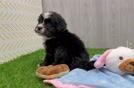 Adorable Mini Bernesedoodle Poodle Mix Puppy