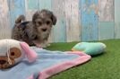 Best Yorkie Poo Baby