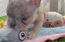 Best French Bulldog Baby