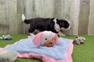 Aussiechon Pup Being Cute