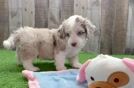 Mini Aussiedoodle Pup Being Cute