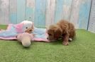 Meet Kandace - our Cavapoo Puppy Video