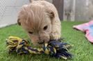 Meet Chaz - our Maltipoo Puppy Video