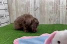Playful Poodle Baby