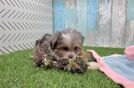 Mini Aussiedoodle Pup Being Cute