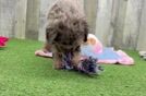 Happy Mini Labradoodle Baby