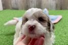 Shih Poo Pup Being Cute