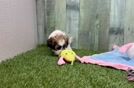 Smart Teddy Bear Designer Pup