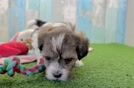 Shih Poo Puppy for Adoption