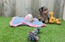 Meet Aaliyah - our Yorkie Poo Puppy Video