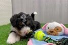 Best Mini Bernedoodle Baby