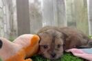 Teddy Bear Puppy for Adoption