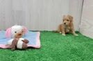 Maltipoo Pup Being Cute