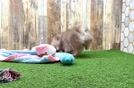 Pomeranian Puppy for Adoption