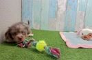 Yorkie Poo Puppy for Adoption