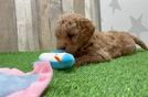 Best Mini Goldendoodle Baby