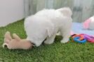 Bichon Frise Pup Being Cute