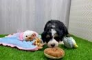 Small Mini Bernedoodle Baby