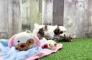 Teddy Bear Pup Being Cute