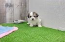 Energetic Shi Chon Designer Puppy