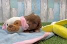 Funny Cavapoo Poodle Mix Pup