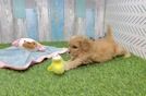 Energetic Cavoodle Poodle Mix Puppy