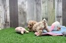 Playful Malt Oodle Poodle Mix Puppy