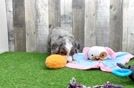 Hypoallergenic Mini Bernadoodle Poodle Mix Puppy