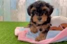 Popular Yorkie Poo Poodle Mix Pup