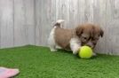 Havanese Pup Being Cute