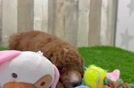 Mini Goldendoodle Pup Being Cute