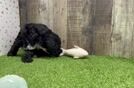 Smart Mini Sheepadoodle Poodle Mix Pup