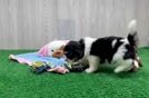 Teddy Bear Pup Being Cute