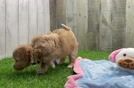 Maltipoo Puppy for Adoption