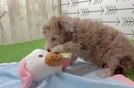 Poodle Puppy for Adoption