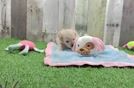Funny Maltipoo Poodle Mix Pup