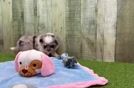 Best Shih Pom Baby