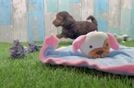 Yorkie Poo Pup Being Cute