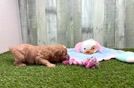 Meet Jared - our Cavapoo Puppy Video