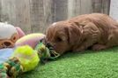 Cavapoo Puppy for Adoption