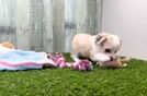 Smart Aussiechon Designer Pup