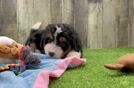 Mini Bernedoodle Puppy for Adoption