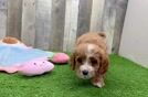 Cavapoo Pup Being Cute