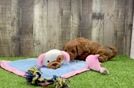 Mini Goldendoodle Pup Being Cute