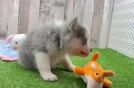 Smart Pomsky Designer Pup