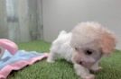 Adorable Pooodle Purebred Puppy