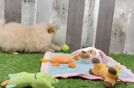Pomeranian Pup Being Cute