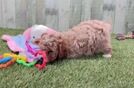 Meet Tabasco - our Cavapoo Puppy Video