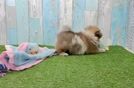 Friendly Pomeranian Baby
