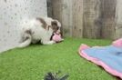 Cavapoo Pup Being Cute